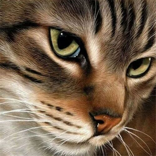 Coole Katten