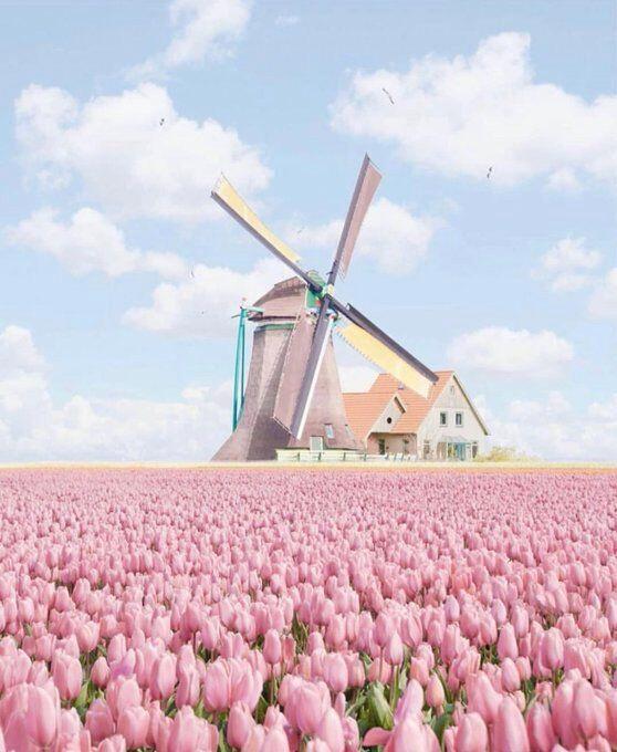 ROZE VUURRAD