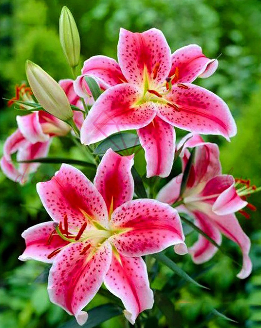 BLOEM