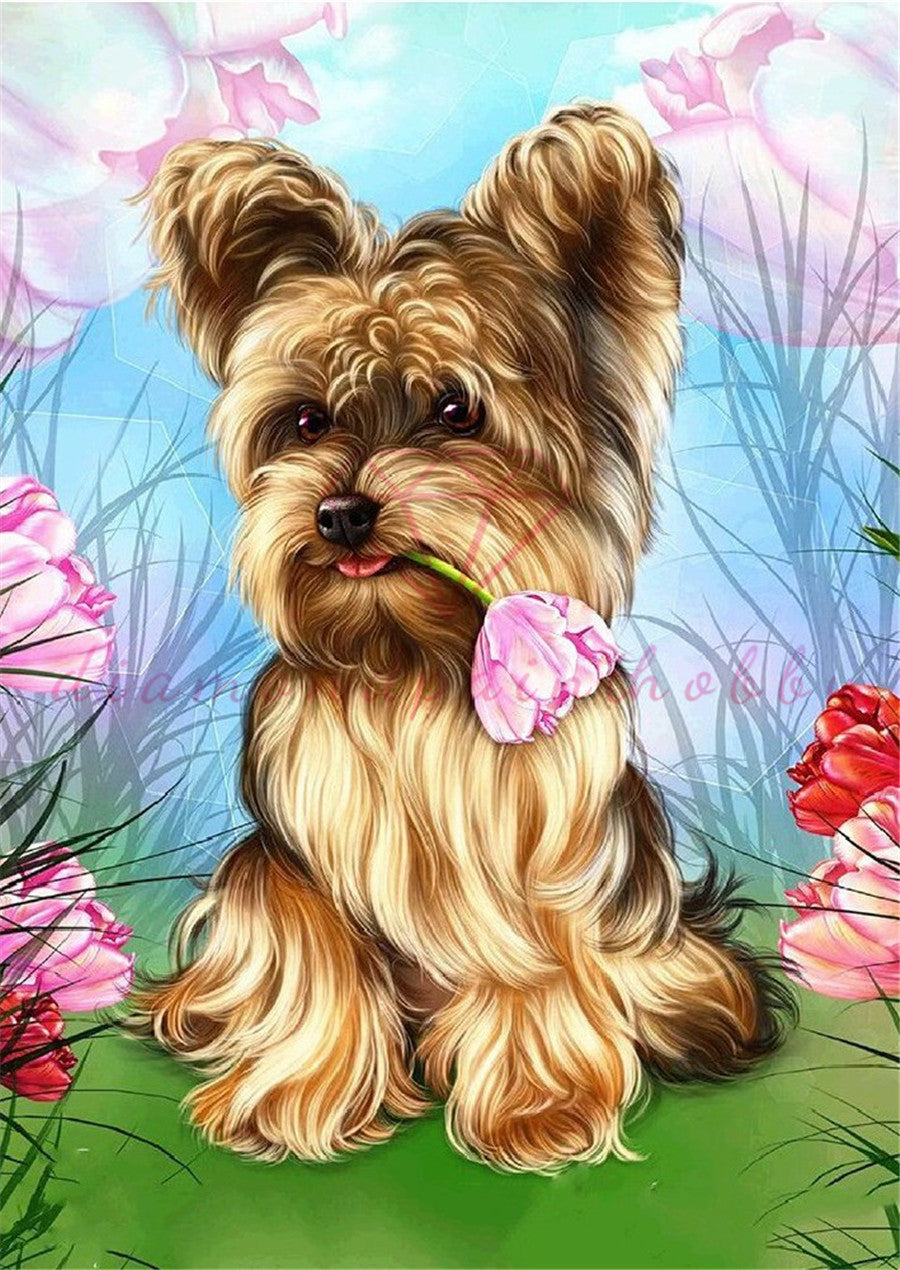 HOND