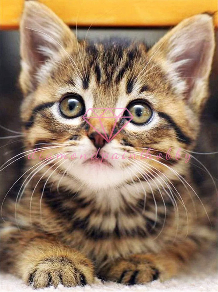 SCHATTIGE KAT