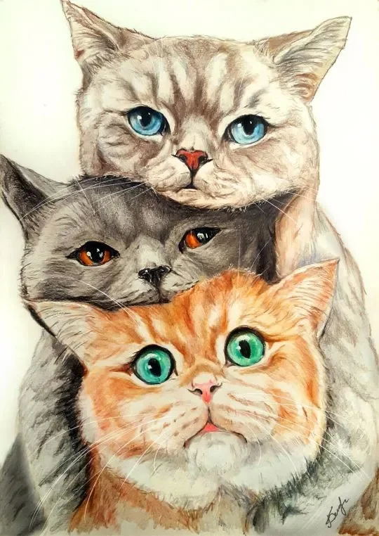 Drie Katten